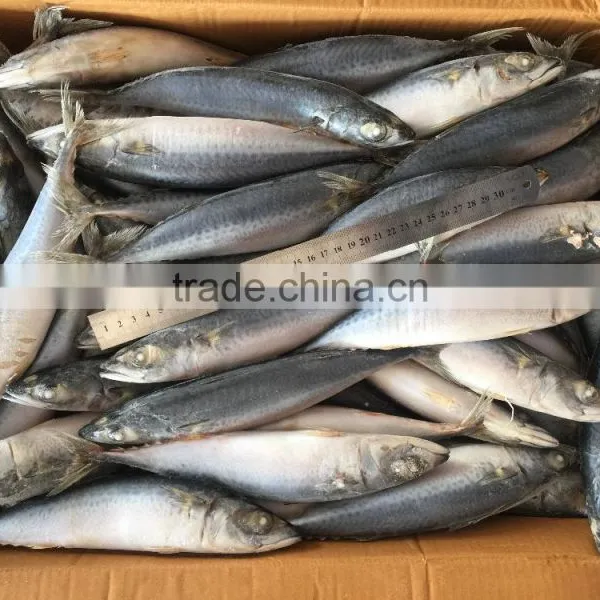 BQF Fresh New Caught Size 200-300 Sea Frozen Pacific Mackerel photo-6