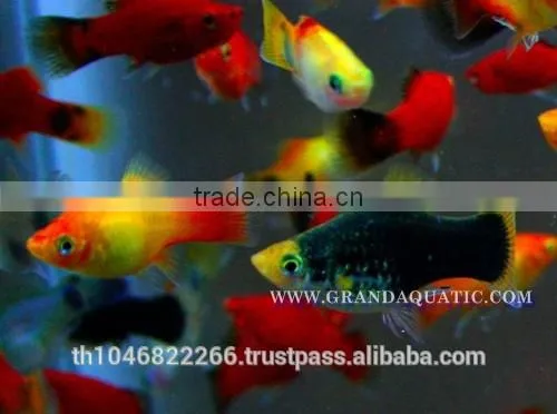 Platy Fish Farm For Sale / Ornamental Fish Exporter photo-2