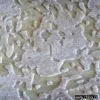 Sell Double-Layer Flocking 1