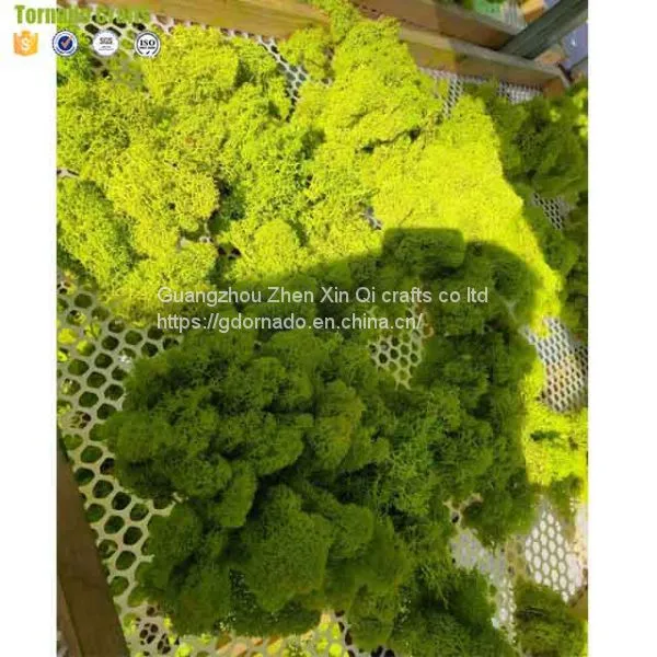 High Quality 500G Per Box Artificial Decorative Moss Preserved Moss for Moss Wall Decoration