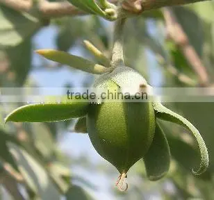 Natural Jojoba Oil Wholesale photo-2
