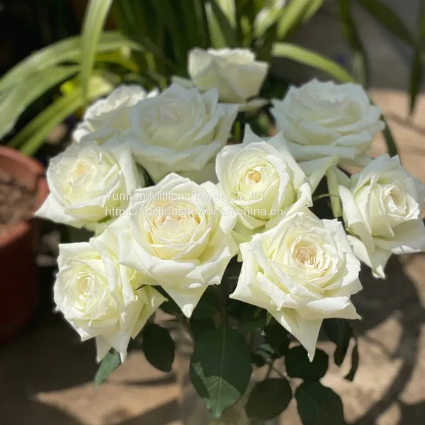 China Supply Long Stem Fresh Roses Natural Bulk Flowers Fresh Cut Roses From China 20pcs/bundle photo-2