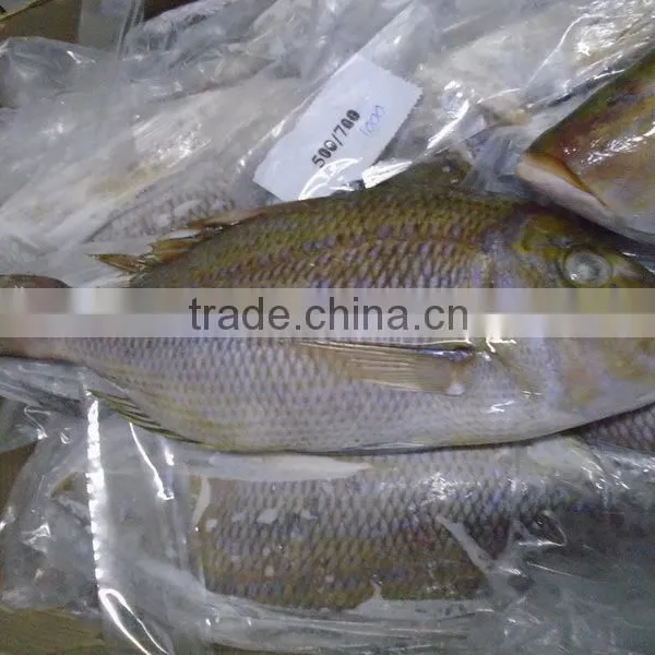 FROZEN EMPEROR FISH photo-4