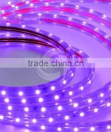220v Led Strip Smd 5050 2835 3014 Strip Led Light Best Price Led Strip Light photo-2