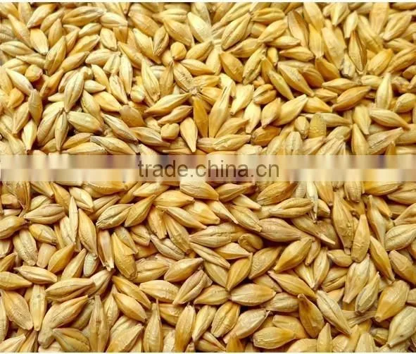Factory Directly Hot Sale Barley Eremursine Malt Extract Powder photo-2