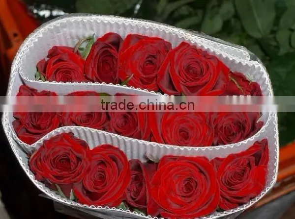 High Grade Fresh Cut Flower Wholesale Black Magic 002 Rose photo-6