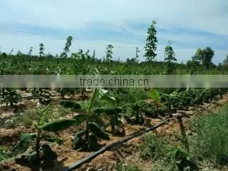 PE Pipe /drip Tape/sprinkler Hose in Garden and Agriculture Field