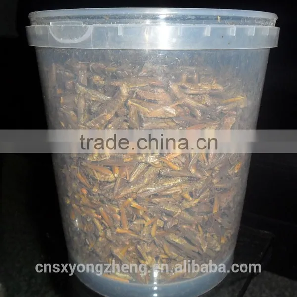 China Member Supply Organic Food Dried Locusts photo-3