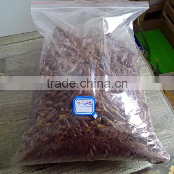 Pet Bird Food Microwave Dried Grasshopper photo-3