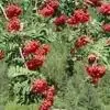 Sorbus Pohuashanensis P.E.