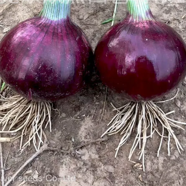100g Bulk Sale Good Price Hybrid f1 Common Bulb Onion Red Onion Seeds for Sale photo-3