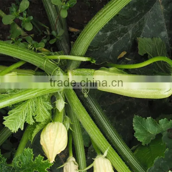 Pumpkin No.1 Long Shape Light Green Skin Hybrid Pumpkin Seeds photo-2