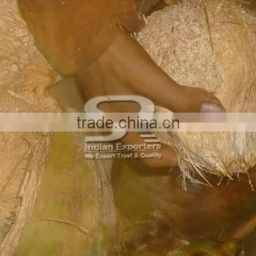 Oraganic Semi Husked Coconuts photo-3