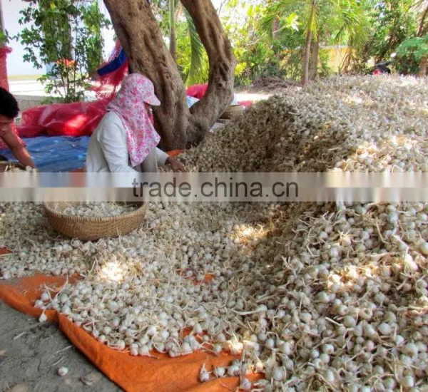 New Crops Fresh Garlic 4.5cm-6.0cm photo-2