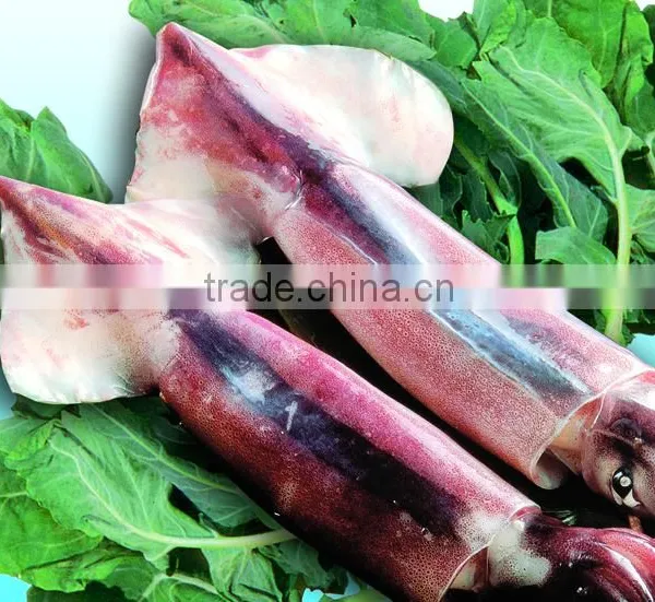 Frozen Squid Illex Whole Round
