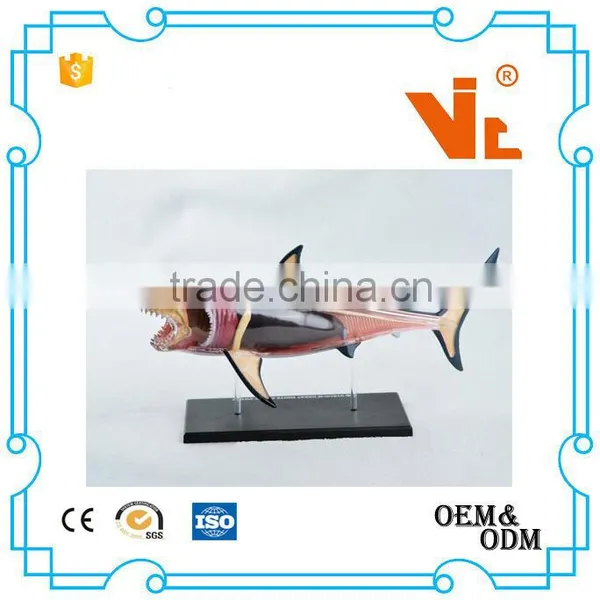 V-AM052 4D MASTER Shark Specimens Anatomical Model photo-4
