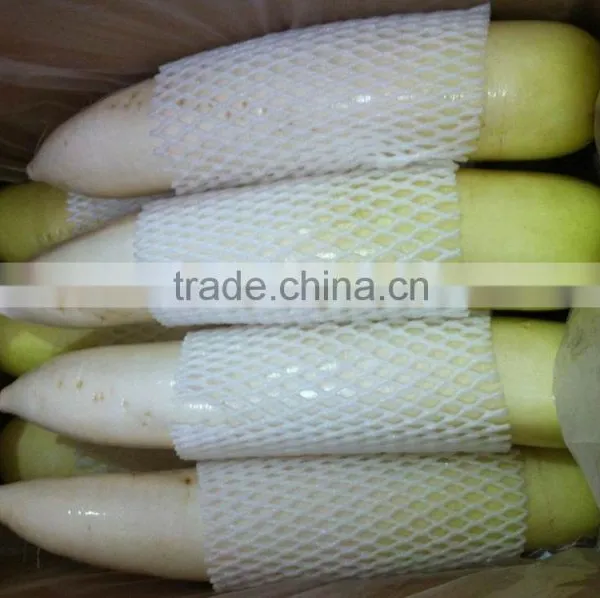 Fresh Radish Export to Maylasia photo-2