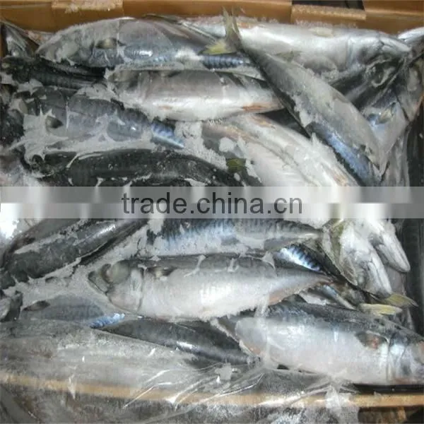 Frozen Fish