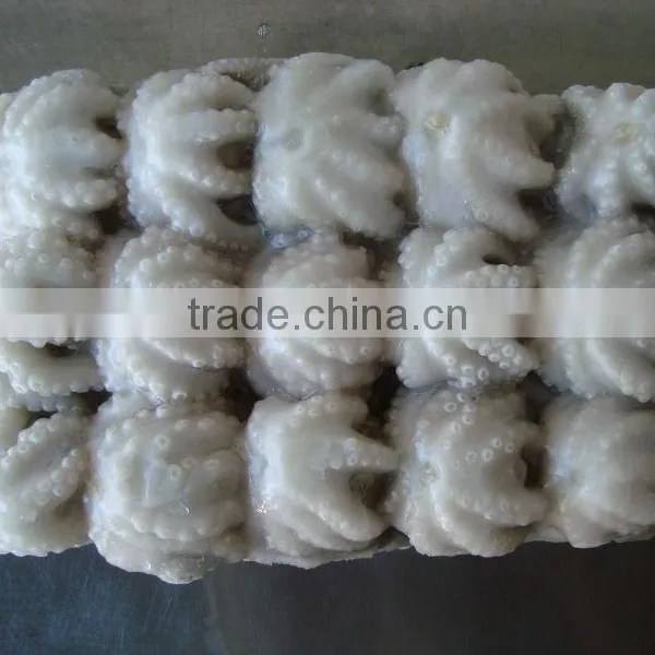 Baby Octopus/ Frozen Baby Octopus photo-2