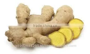 Vietnam Fresh Ginger/Gingers/ High Quality Ginger photo-3