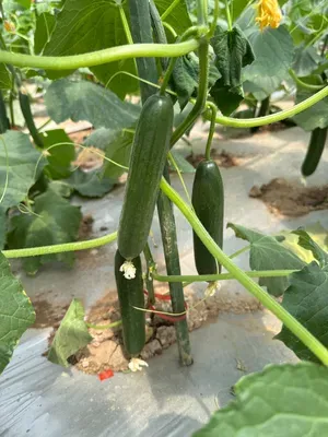 Hybrid F1 Cucumber Seed for Sowing European Type All-Female Flower