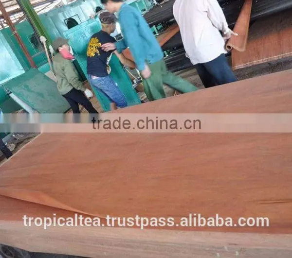 Keruing Face Veneer Rotary to India 100 % Grade C photo-3