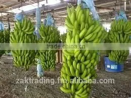 Fresh Banana photo-4