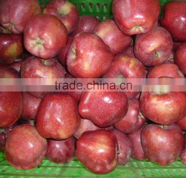 2015 Crop Fresh Red Delicious Apple photo-2