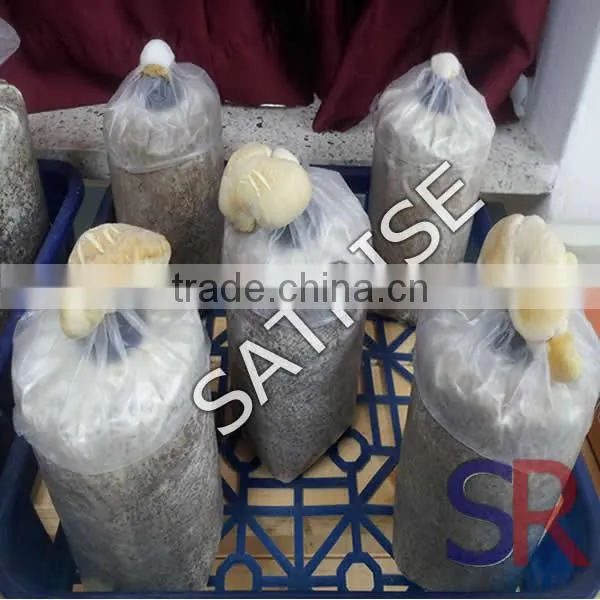 2016 Transparent Plastic Mushroom Bag For Mushroom Cultivation photo-3