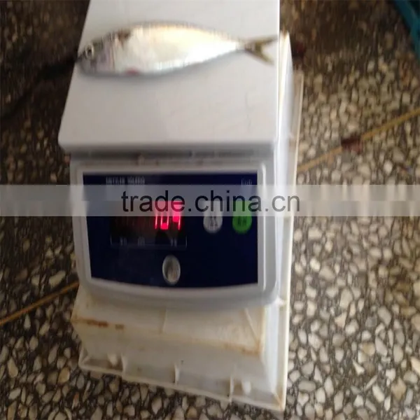 Frozen Pacific Mackerel for Feed Tuna photo-4
