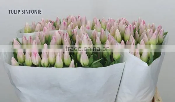 TULIP SINFONIE