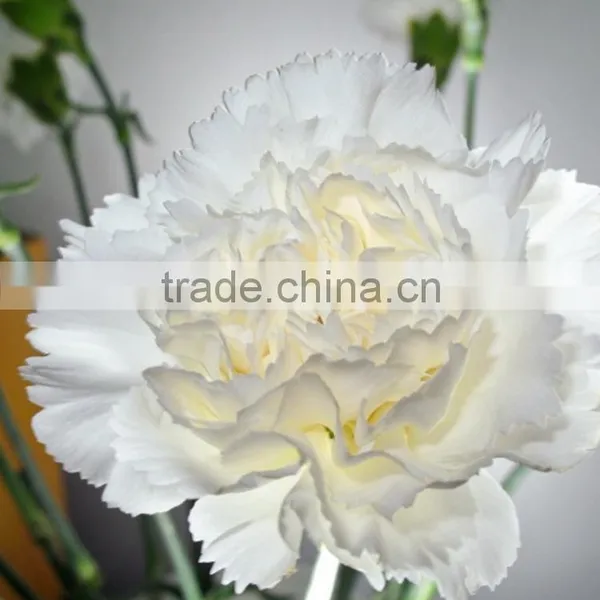 Best Quality Snow White Carnation Flowers Export photo-5