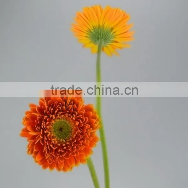 Newest Golden Sun Cute Gerbera Flower photo-5