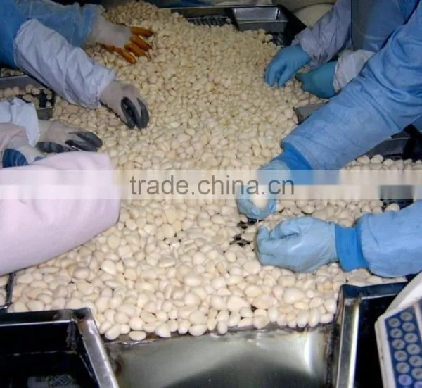 Good Qaulity IQF Peeled Garlic photo-2