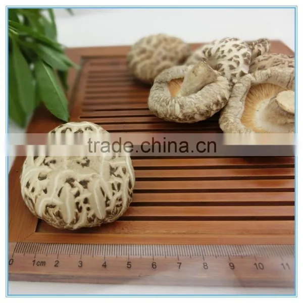 Market prices for Shiitake mushroom from mushroom farm