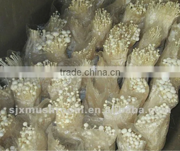Golden Needle Mushroom Spawn
