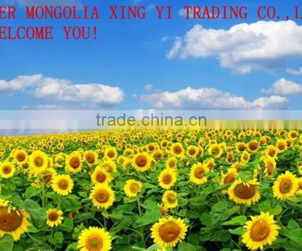 Best Prices for Sun Flower Seeds 5009 for Export photo-2