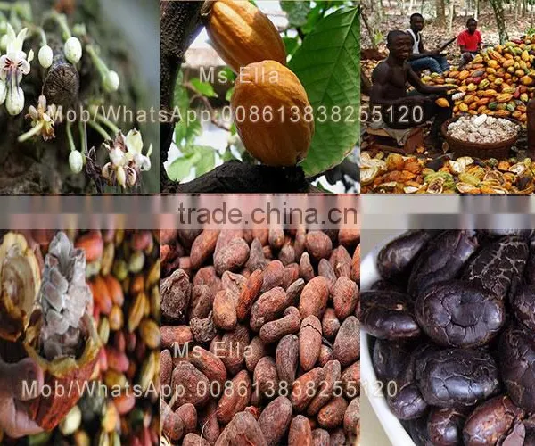 Automatic Roasted Cacao Nib Peeler Roasted Coffee Husk Peeler Machine photo-3
