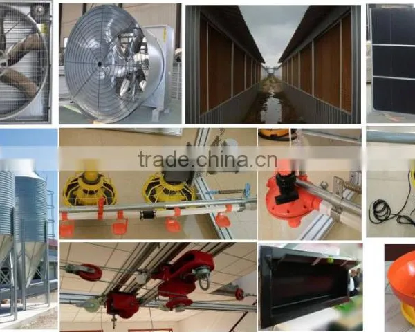 Complete Controlled Automatic Poultry Chicken Farm Equipment for Broiler photo-4