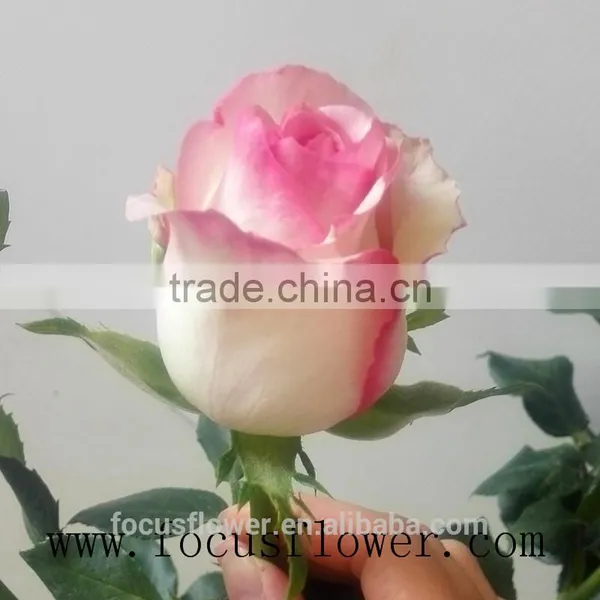 Environmental Flowers Artificial Red Rose Flower Hopeshow in Good Service From China Wholesale Fresh Cut Flowers photo-4