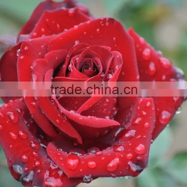 Best Quality Carola Cool Beauty Rose for Weddings photo-6