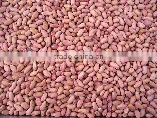 Peanut Kernel