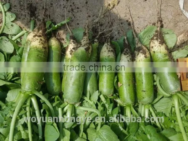 Green Radish photo-3
