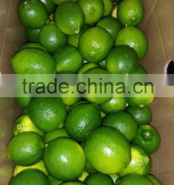 VIETNAM FRESH SEEDLESS LIME photo-3