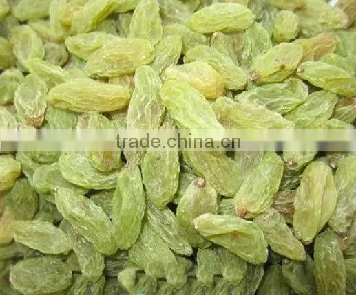 BEST QUALITY GREEN RAISIN FOR BEST RATE photo-6
