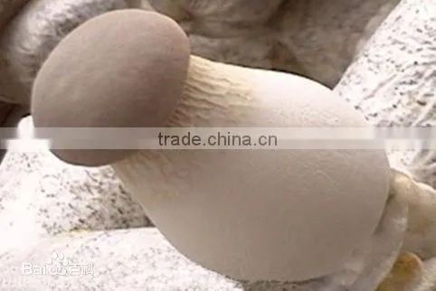 Pleurotus Eryngii With ISO, HACCP and GAP Certification