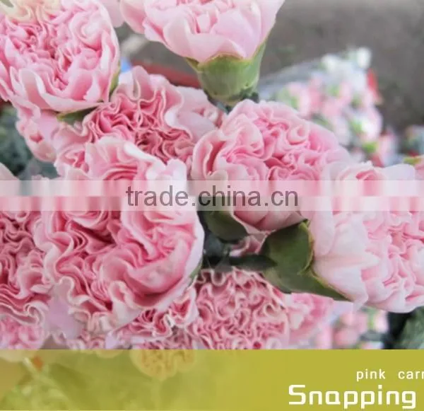 Fresh Cut Flower Carnation All Colour Mother's Day photo-2