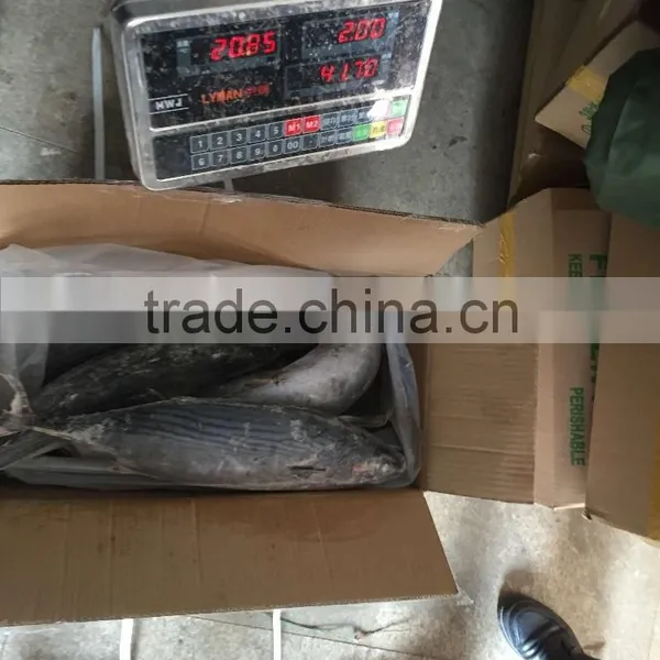 Frozen Bonito Sarda Sarda 750-1000G photo-6