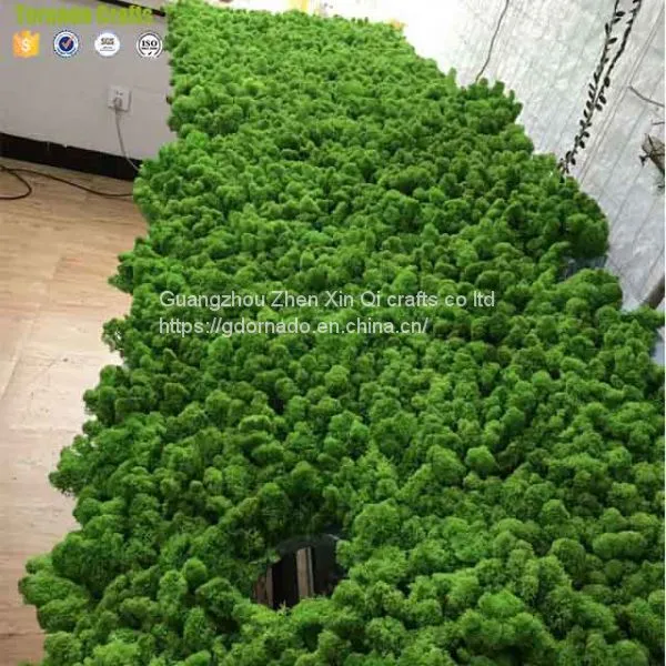 High Quality 500G Per Box Artificial Decorative Moss Preserved Moss for Moss Wall Decoration photo-3