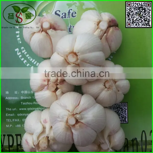 2015 Cang Shan 4-6 Clove Garlic(The Best Quality) photo-3